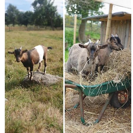 Ploumagoar Le Domaine De La Petite Chevreヴィラ エクステリア 写真