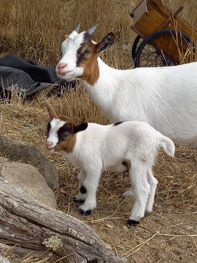 Ploumagoar Le Domaine De La Petite Chevreヴィラ エクステリア 写真