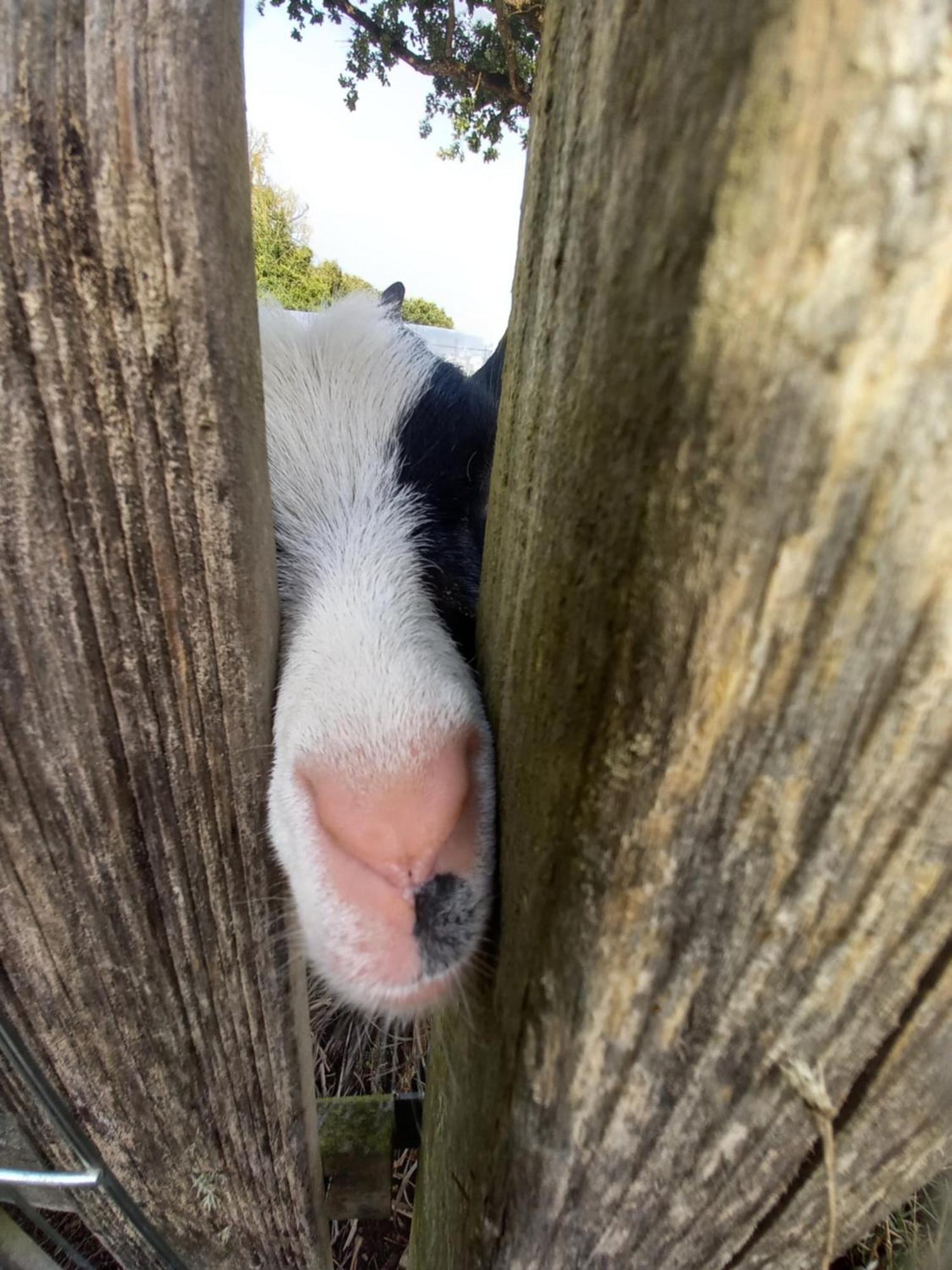 Ploumagoar Le Domaine De La Petite Chevreヴィラ エクステリア 写真